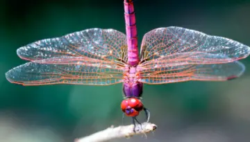 Is seeing a dragonfly a sign from the angels? 